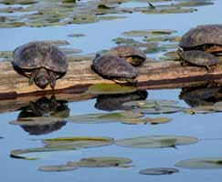 Trip To Sundarbans