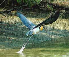 Sundarbans Vacation Package