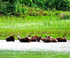 Tour Package Sundarbans