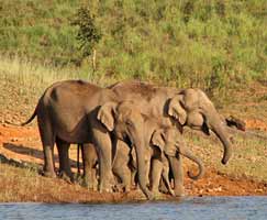 Package Tour To Sundarbans