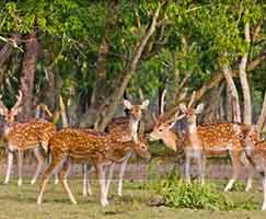 Tour Package In Sundarbans