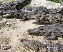 Sundarbans Tour Package