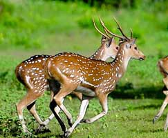 Sundarbans Holiday