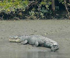 Sundarbans Trip