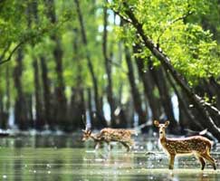 Sundarbans Honeymoon Tour Package