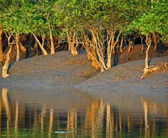 Sundarbans Honeymoon Tour