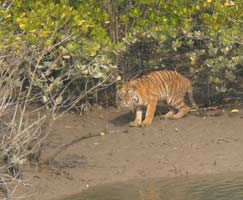 Travel To Sundarbans