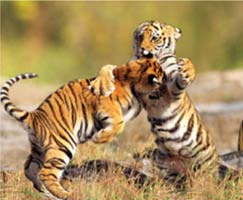 Sundarbans Tourism Honeymoon