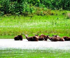 Sundarbans Package