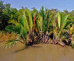 Sundarbans Travel Package