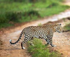 Sundarbans Honeymoon