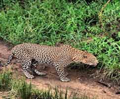 Sundarbans Tourism