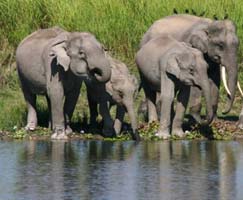 Holiday In Sundarbans