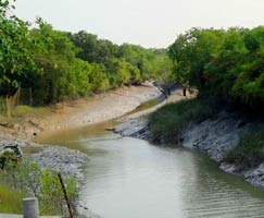 Honeymoon In Sundarbans