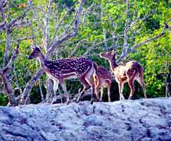 Honeymoon Tour To Sundarbans