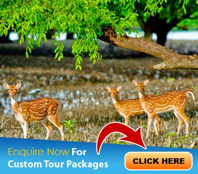 Sundarbans Tour Packages