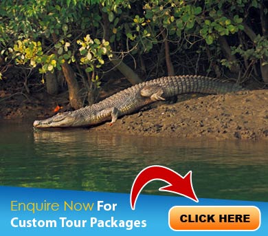 Sundarbans Tour Packages