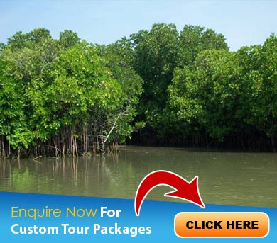 Sundarbans Tour Packages