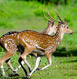 Sundarbans Tour Packages