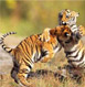 Sundarbans Tour Packages